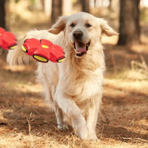 Brinquedo Bola Mágica para PET